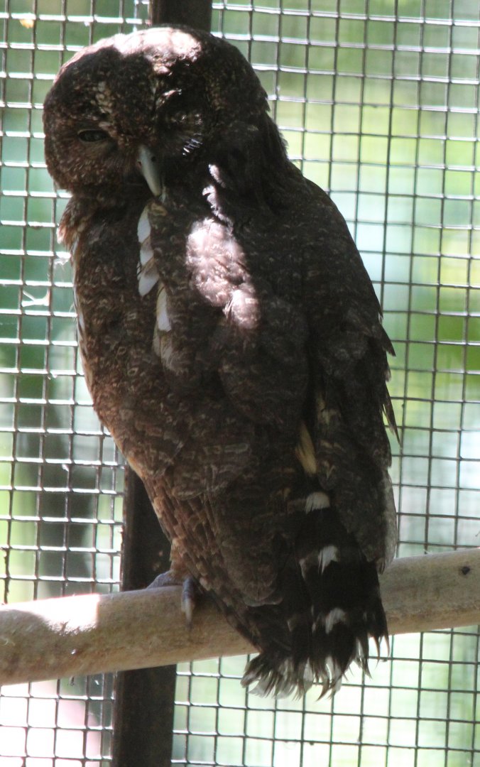 Mottled Owl - Mar 2019