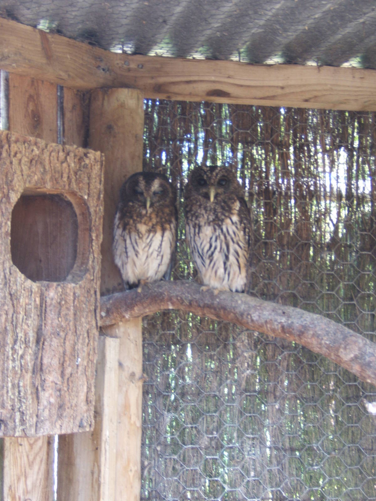 Mottled Owl`s