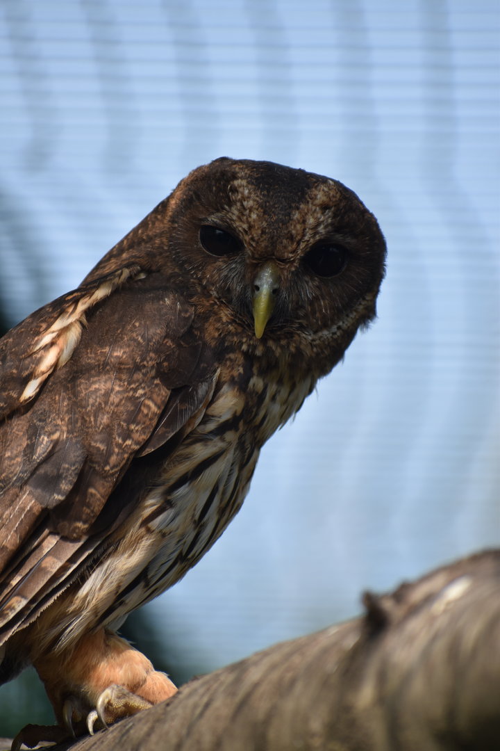 Mottled Owl - Strix virgata