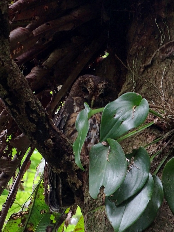 Mottled Owl
