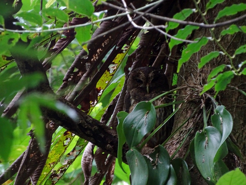 Mottled Owl