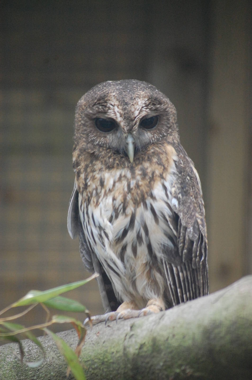 Mottled Owl