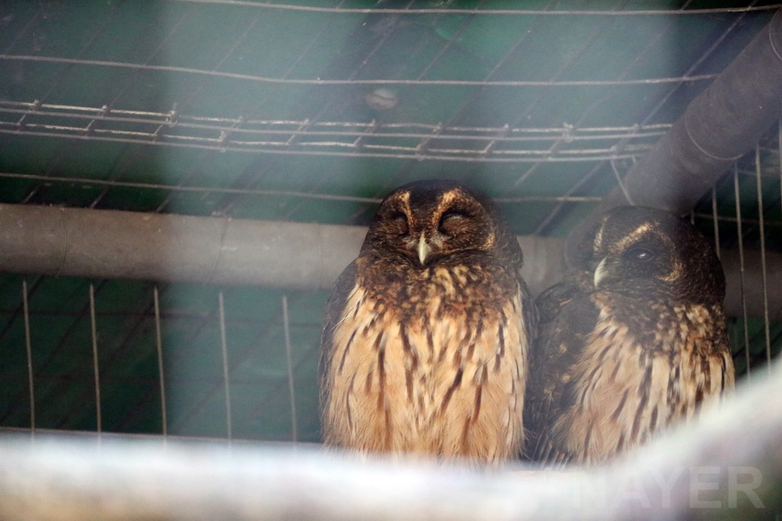 Mottled owls, April 2016