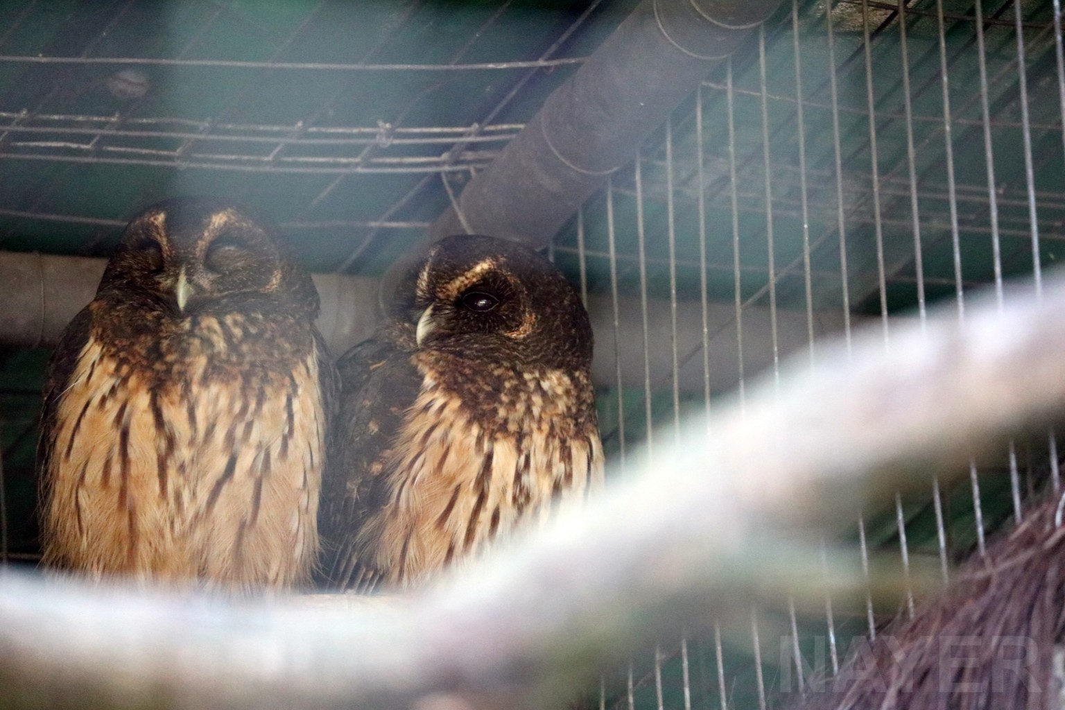 Mottled owls, April 2016