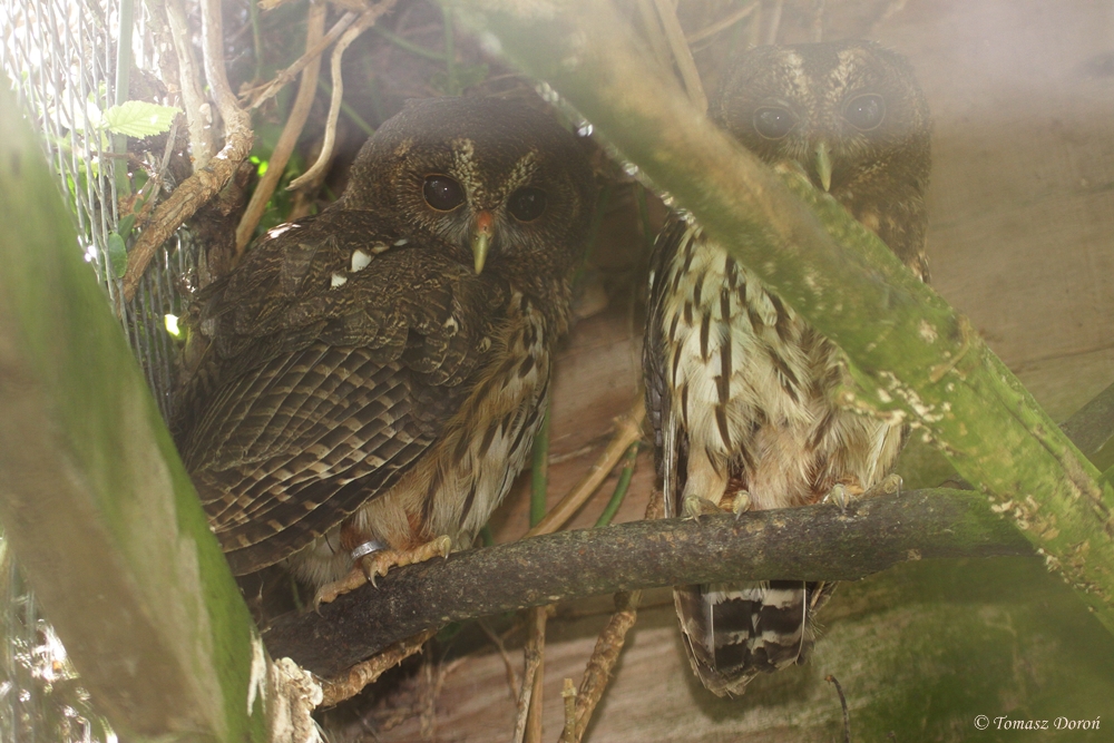 Mottled Owls (Ciccaba virgata)