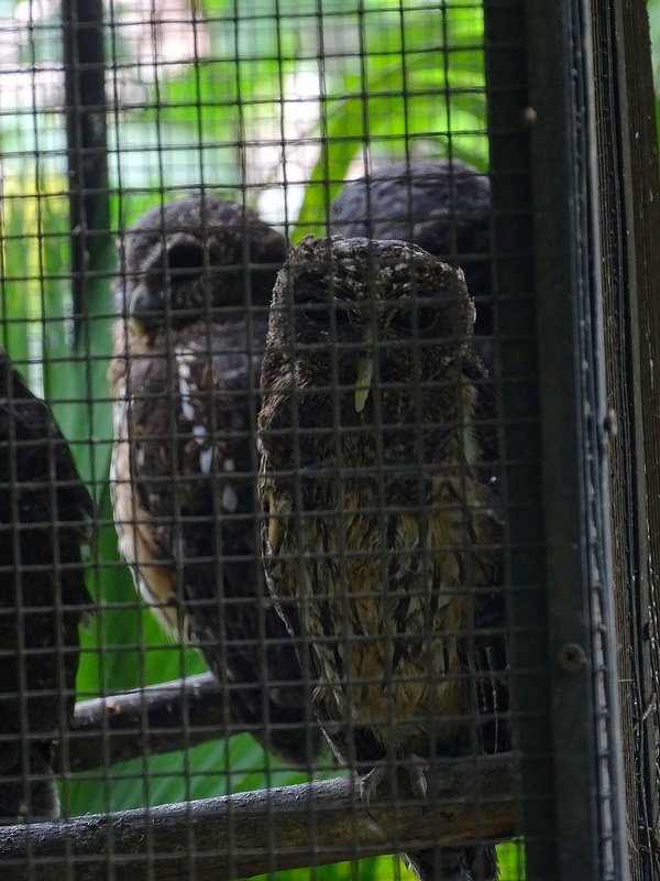 Mottled owls