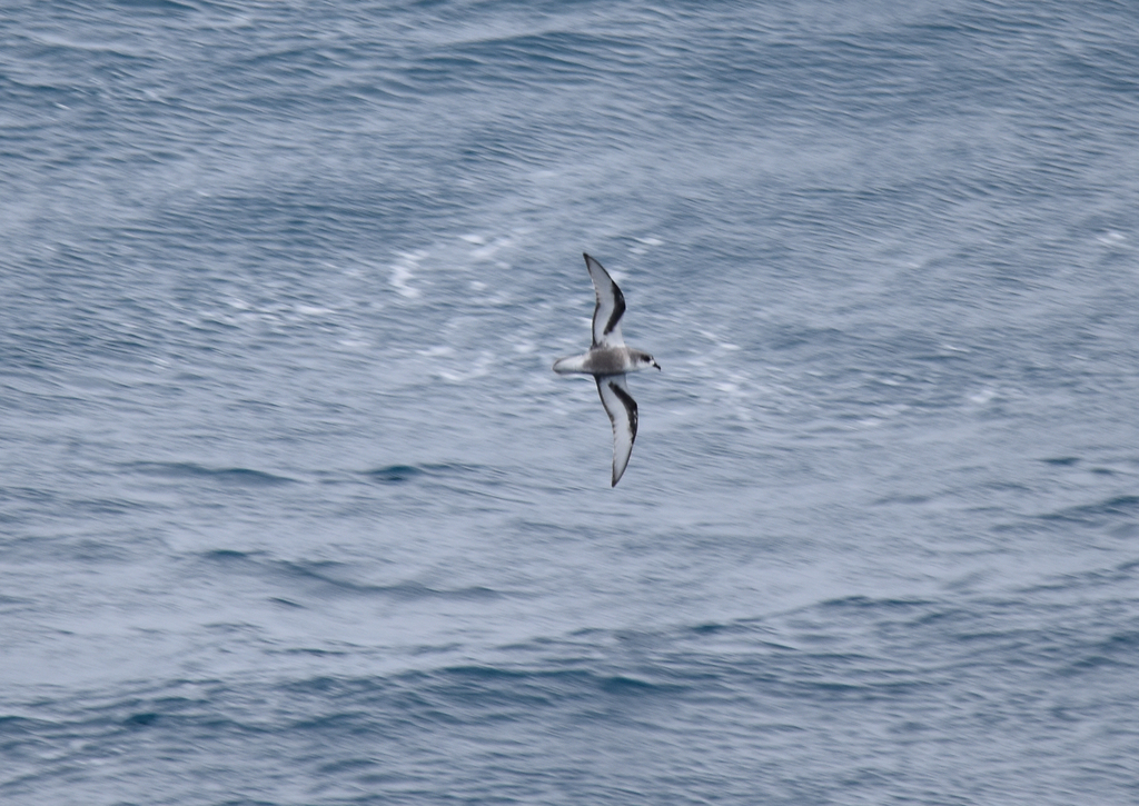 Mottled Petrel