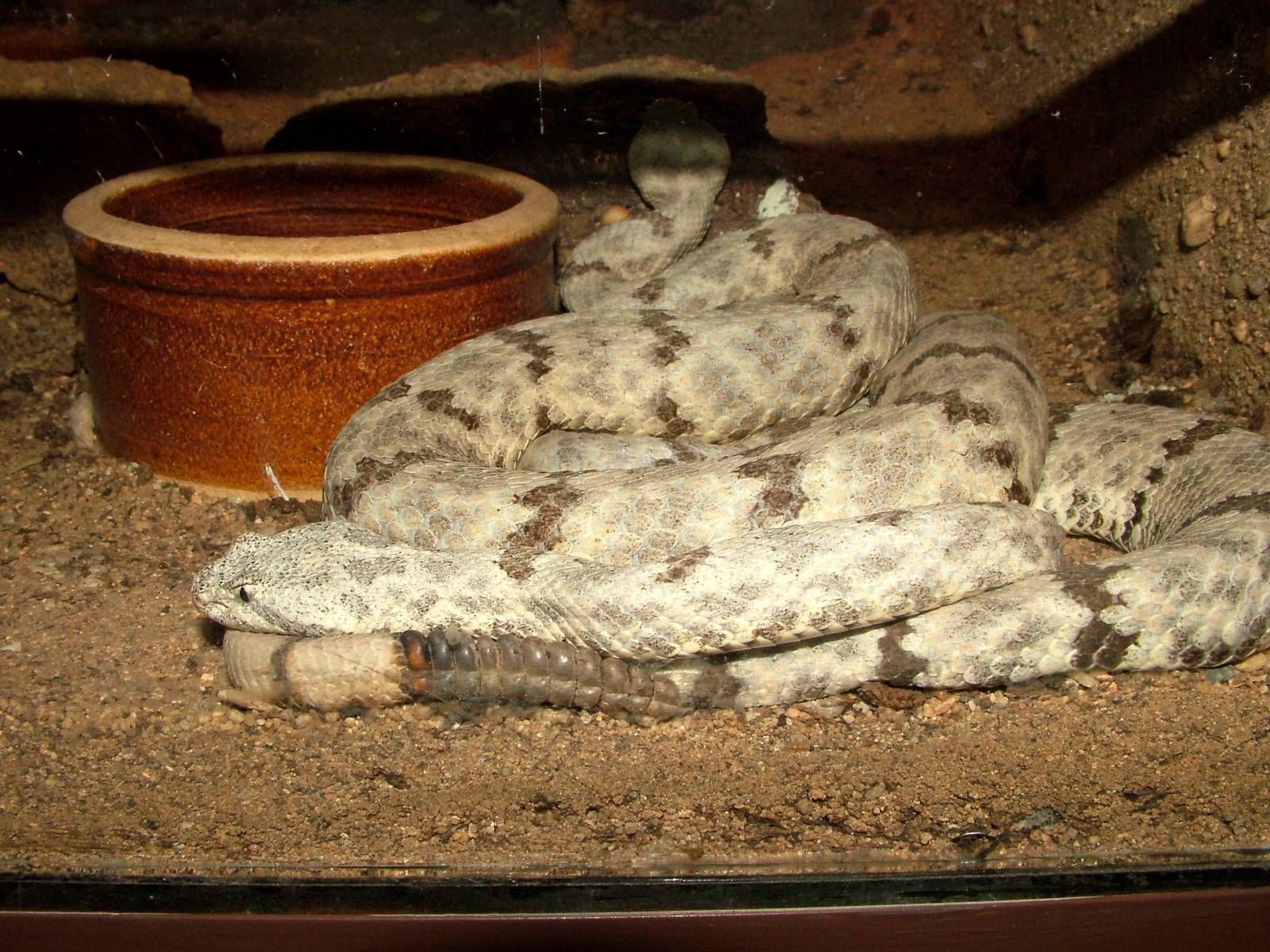 Mottled Rock Rattlesnake at Prague Terrarium, 26/08/12