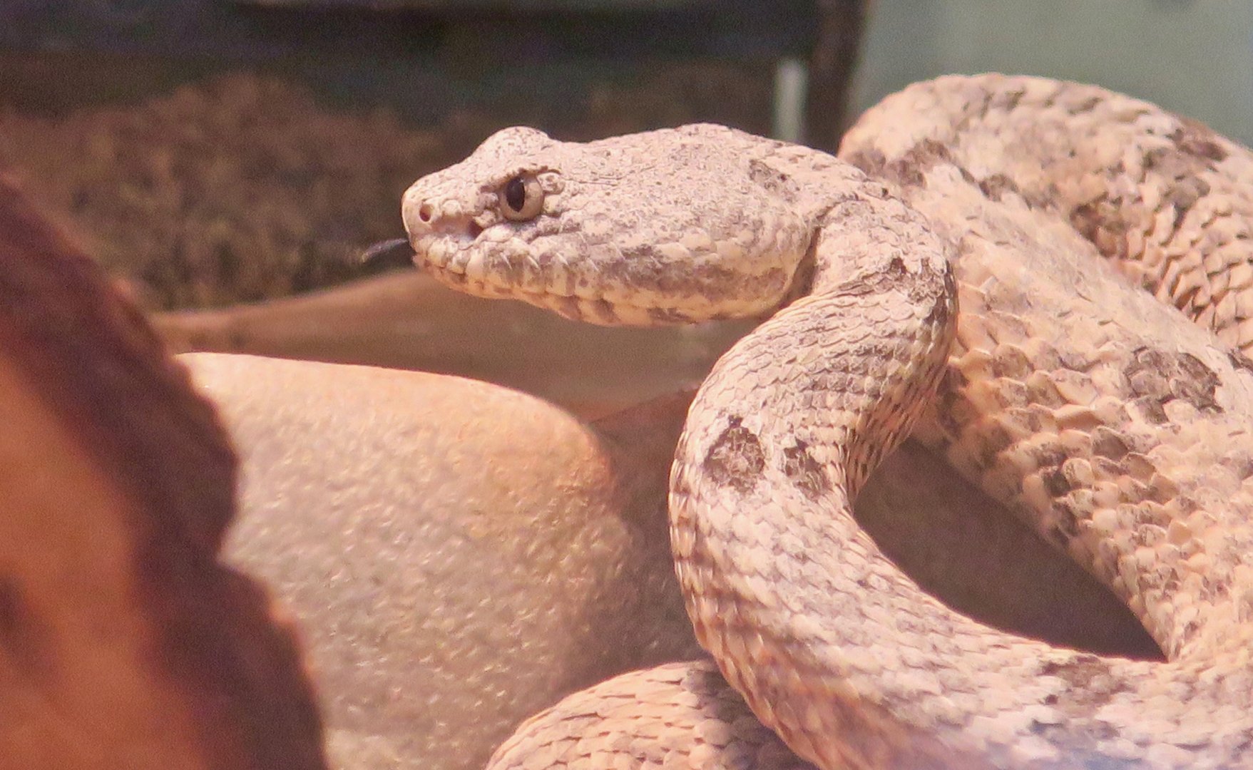 Mottled Rock Rattlesnake (Crotalus lepidus lepidus)