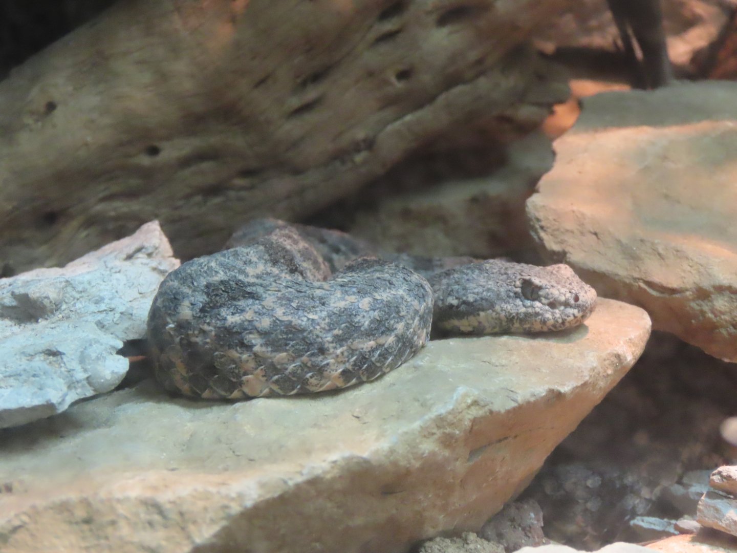 Mottled Rock Rattlesnake (Crotalus lepidus lepidus)