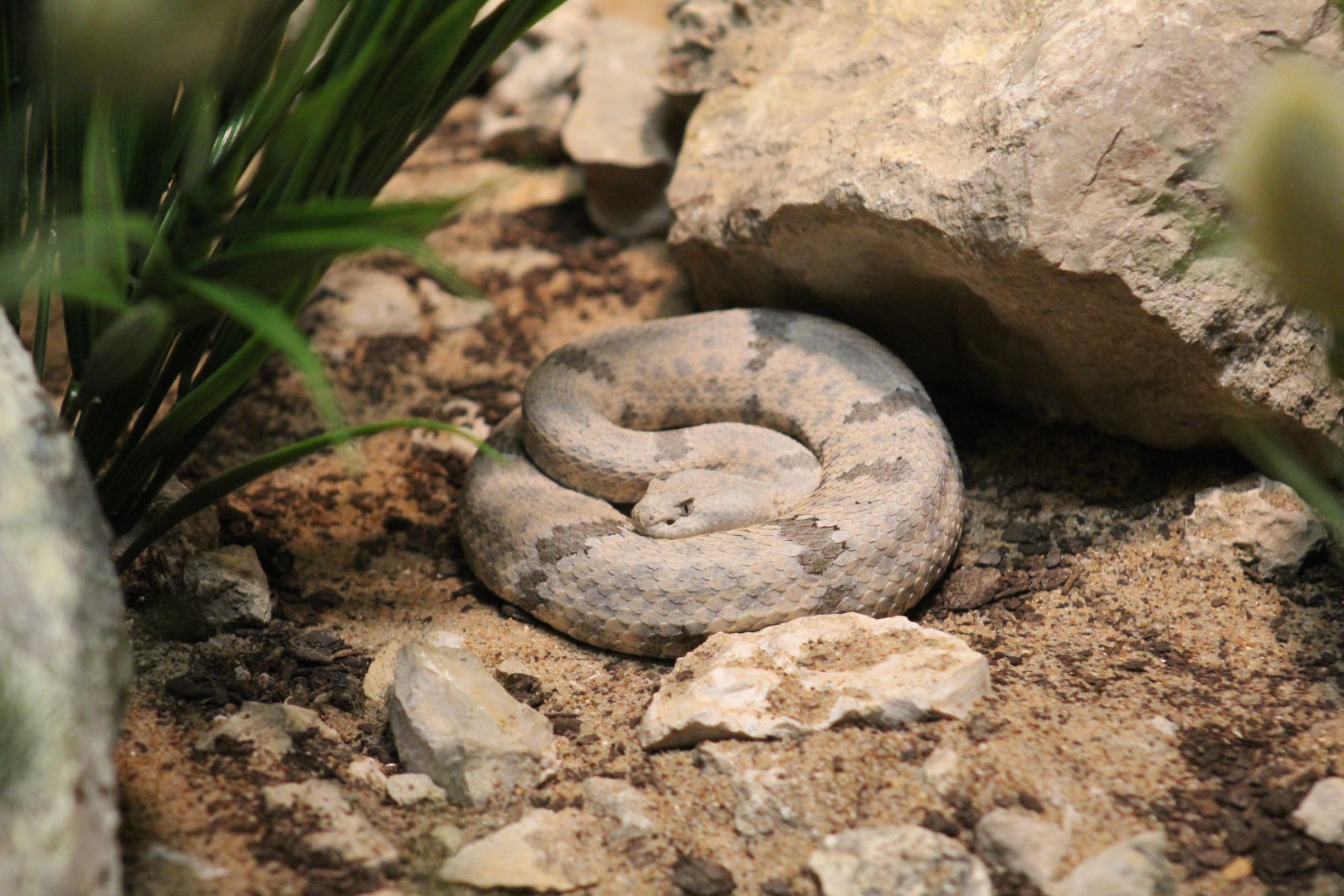 Mottled Rock Rattlesnake
