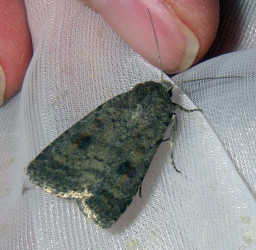 Mottled Rustic (Caradrina morpheus)