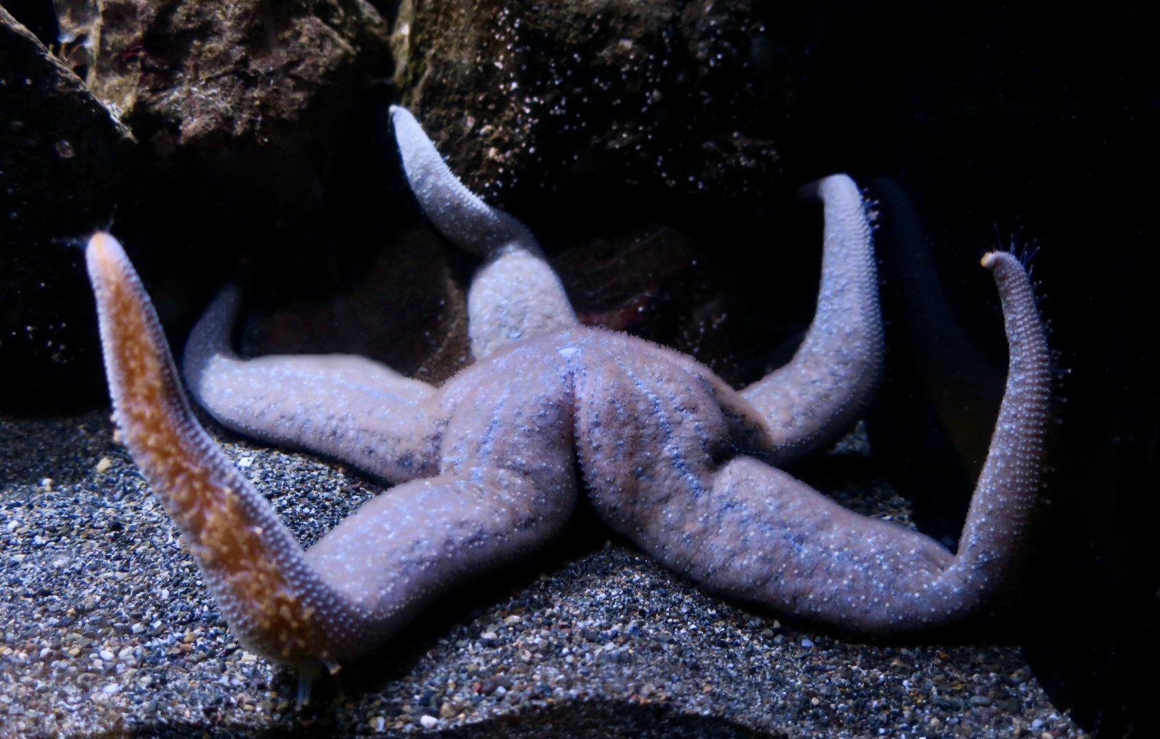 Mottled Sea Star (Evasterias troschelii)