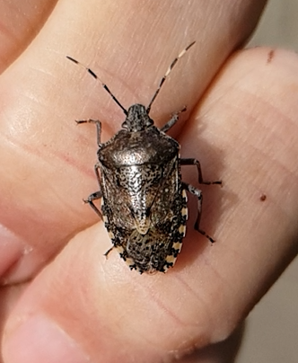 Mottled shield-bug Rhaphigaster nebulosa