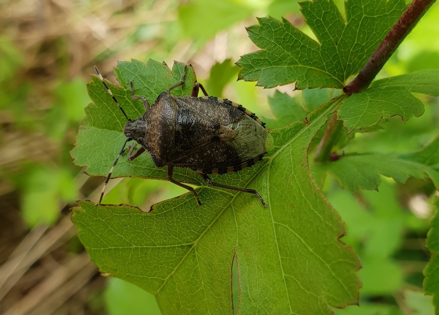 Mottled shieldbug - Rhaphigaster nebulosa