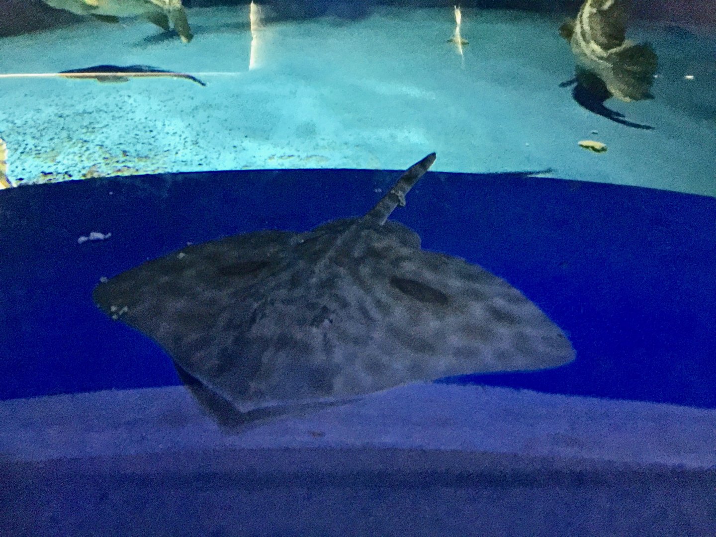 Mottled Skate (Beringraja pulchra) - Noboribetsu Marine Park Nixe