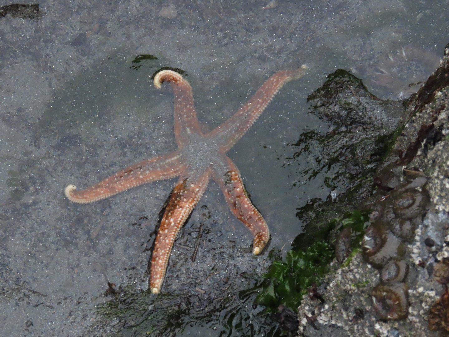 Mottled Star (Evasterias troschelii)