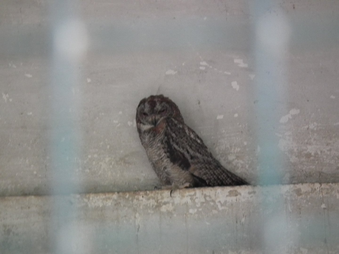 Mottled Wood Owl (Strix ocellata)