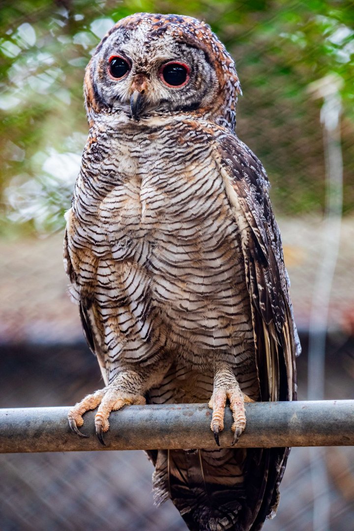 Mottled wood owl （Strix ocellata）