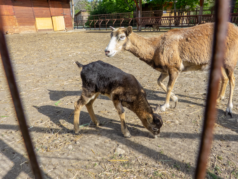 Moufflon / Ovis gmelini