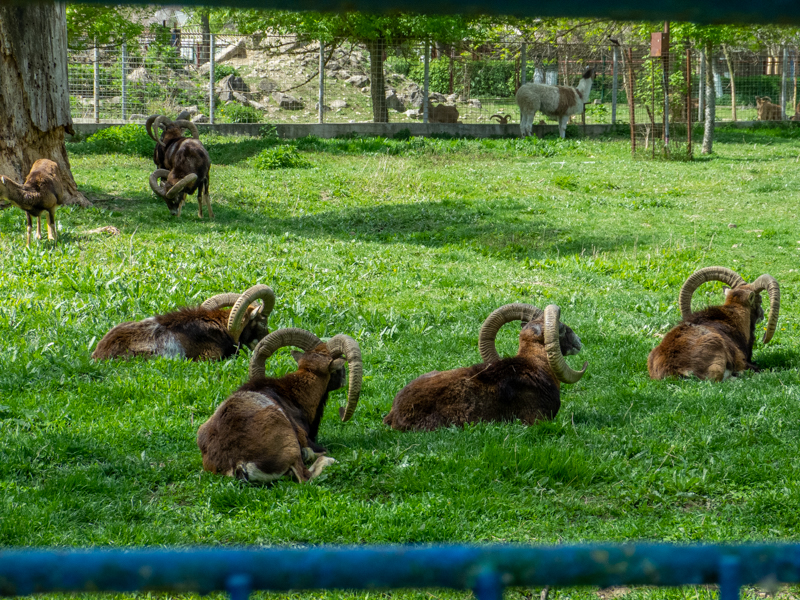 Moufflon / Ovis gmellini