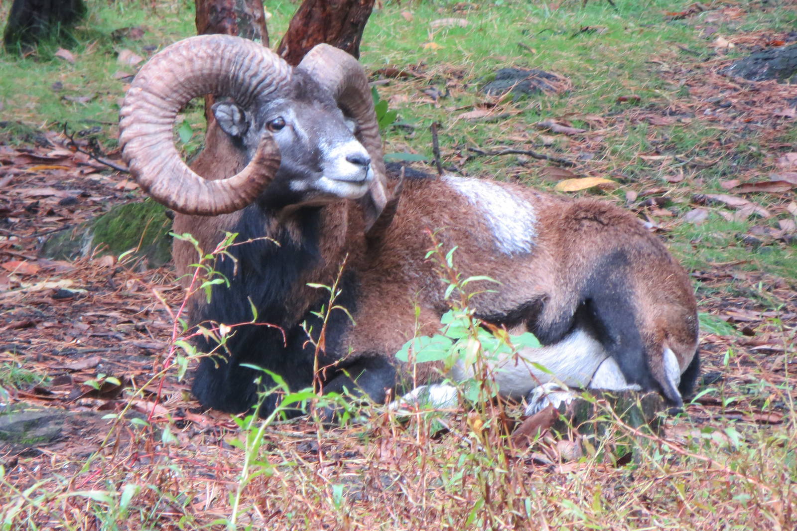 Mouflon 10/14