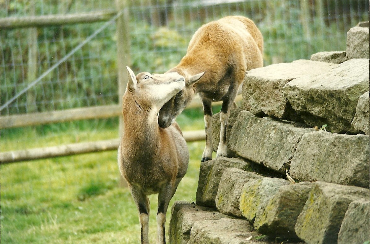 Mouflon 30th October 1997