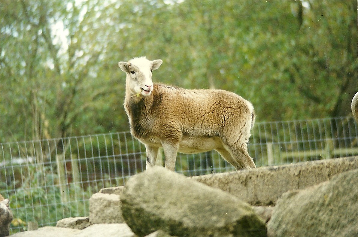 Mouflon 30th October 1997
