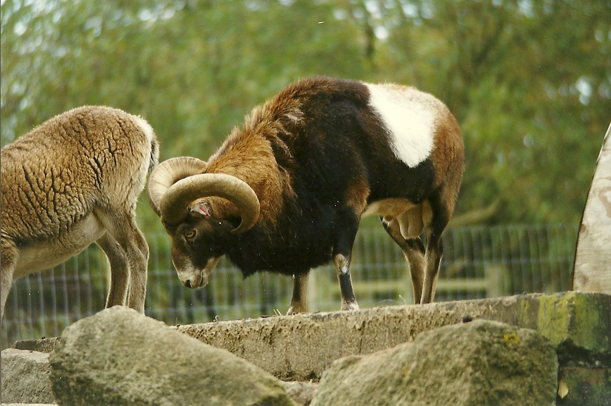 Mouflon 30th October 1997