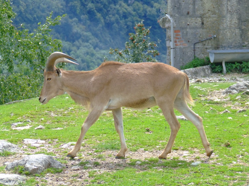 Mouflon à manchettes (ammotragus lervia)