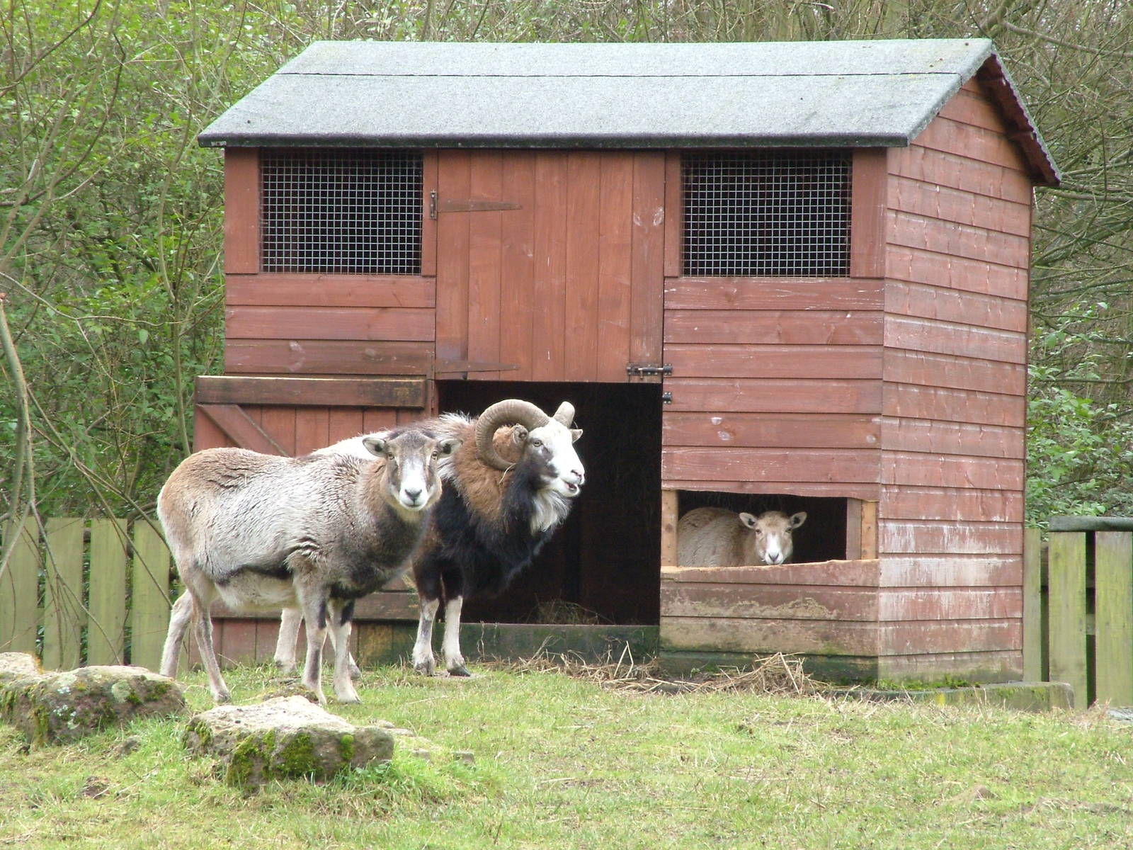 Mouflon at Birmingham Nature Centre 28/02/10
