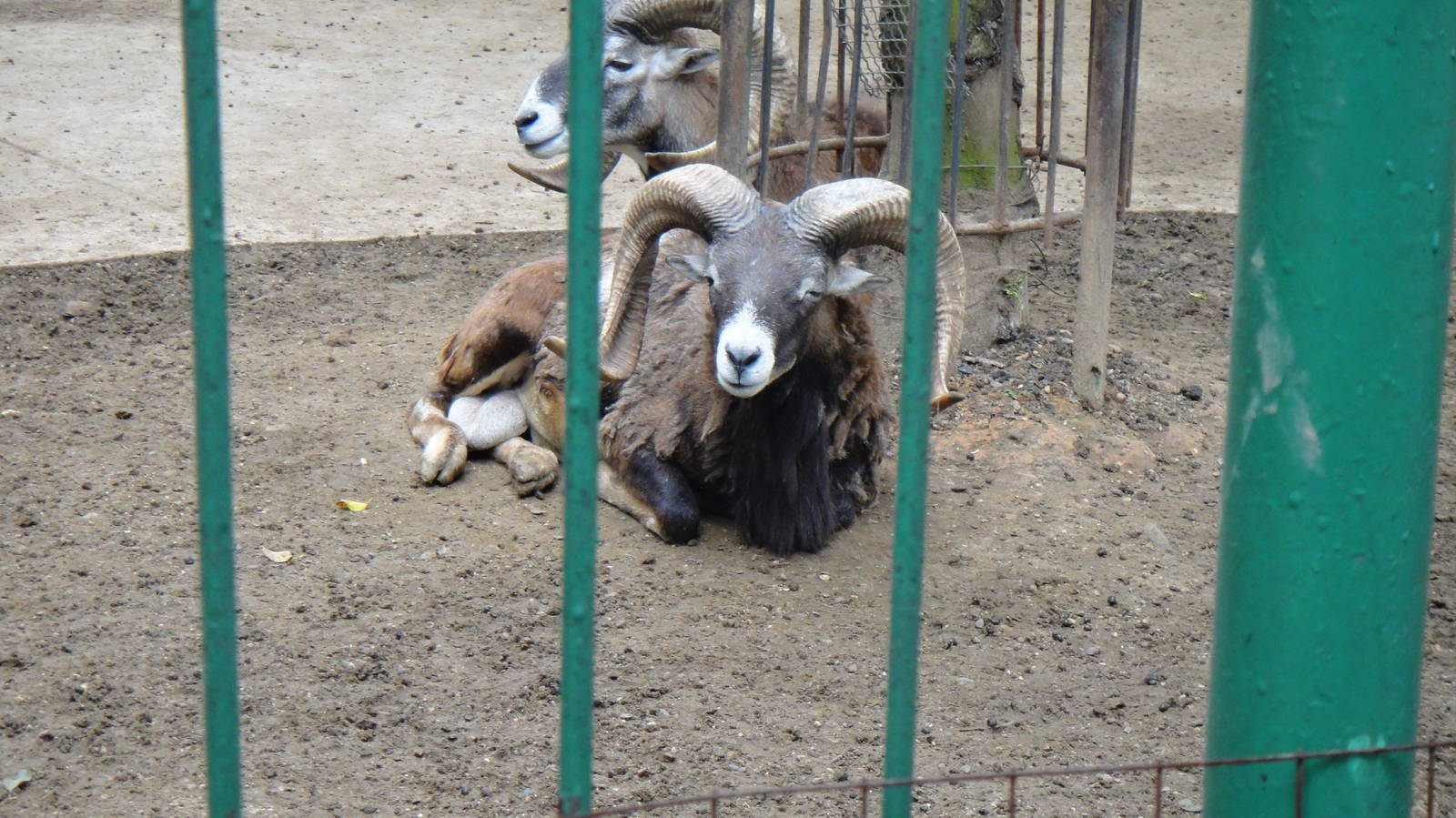 Mouflon at Nanning zoo 2013-4-27