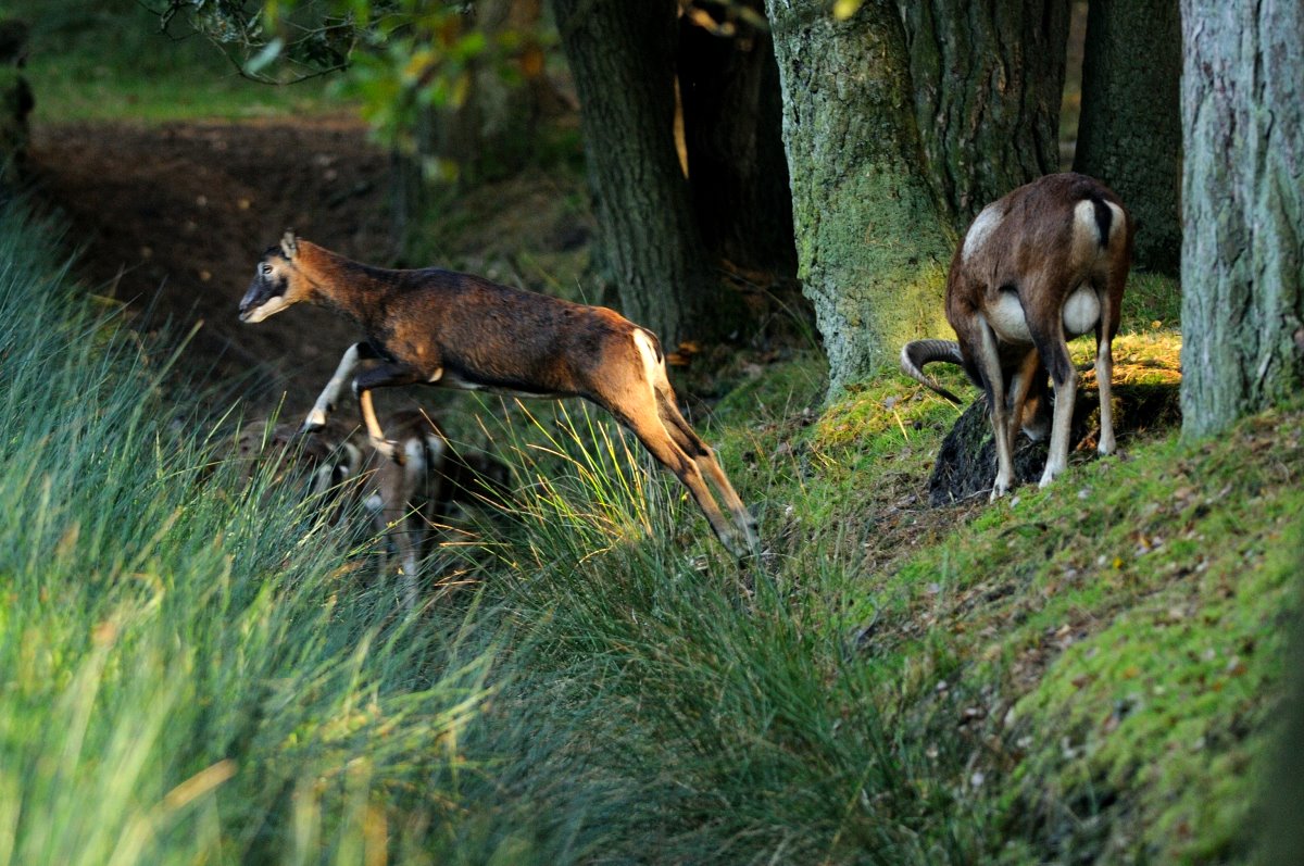 Mouflon at Rissen.