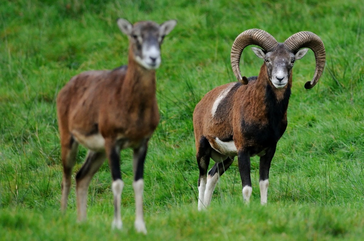 Mouflon at Rissen.