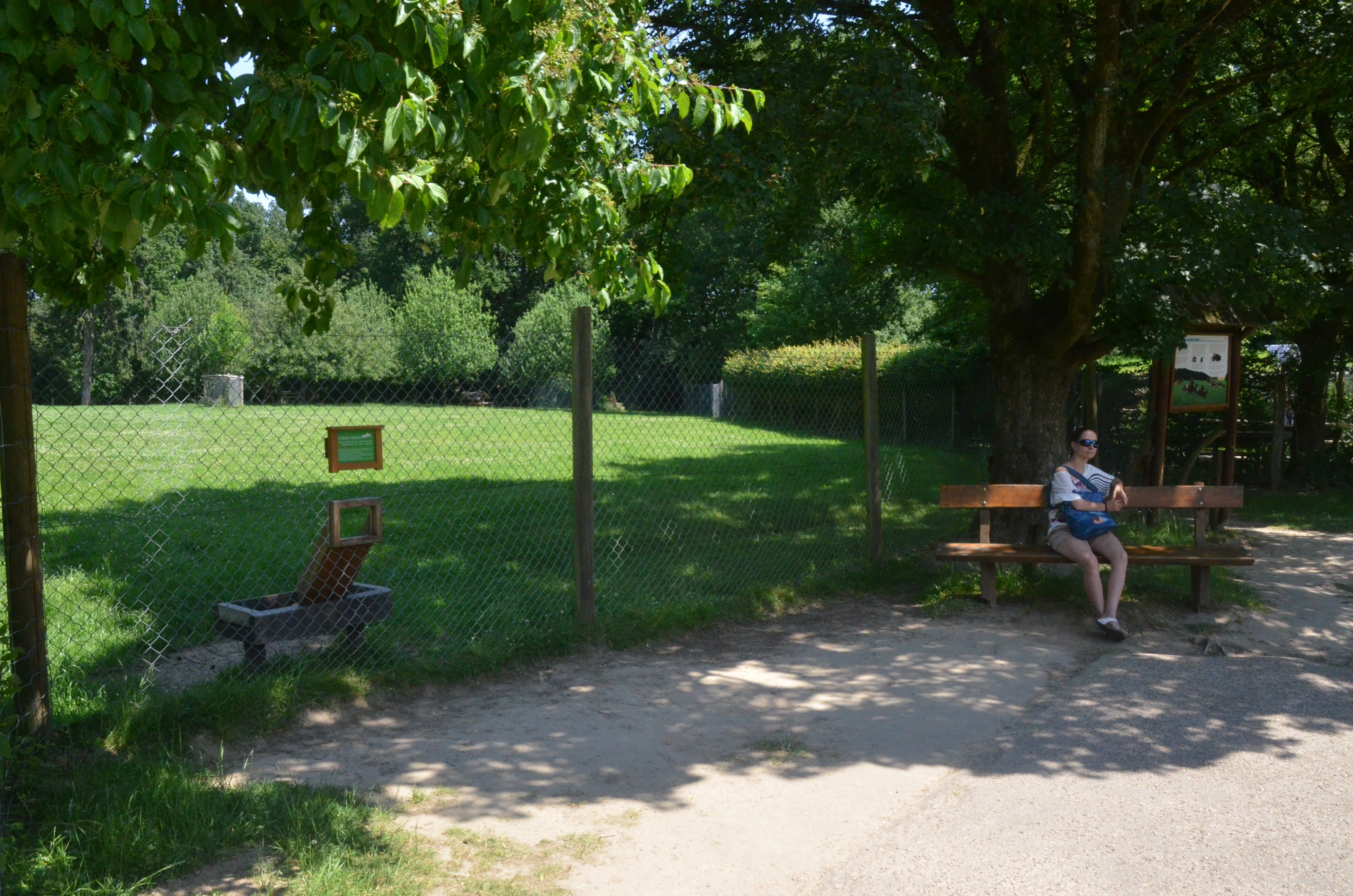 Mouflon Enclosure at Wildpark Grafenberger Wald, 23/06/2019