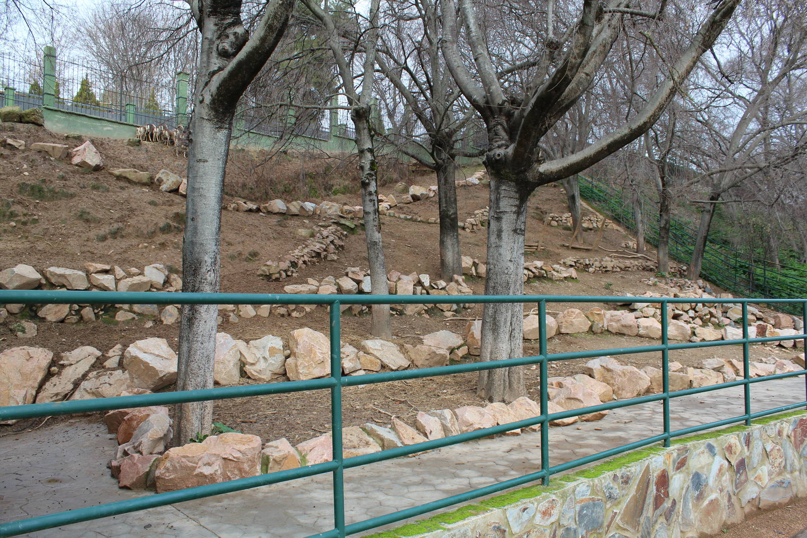 Mouflon Enclosure - Jan 2014
