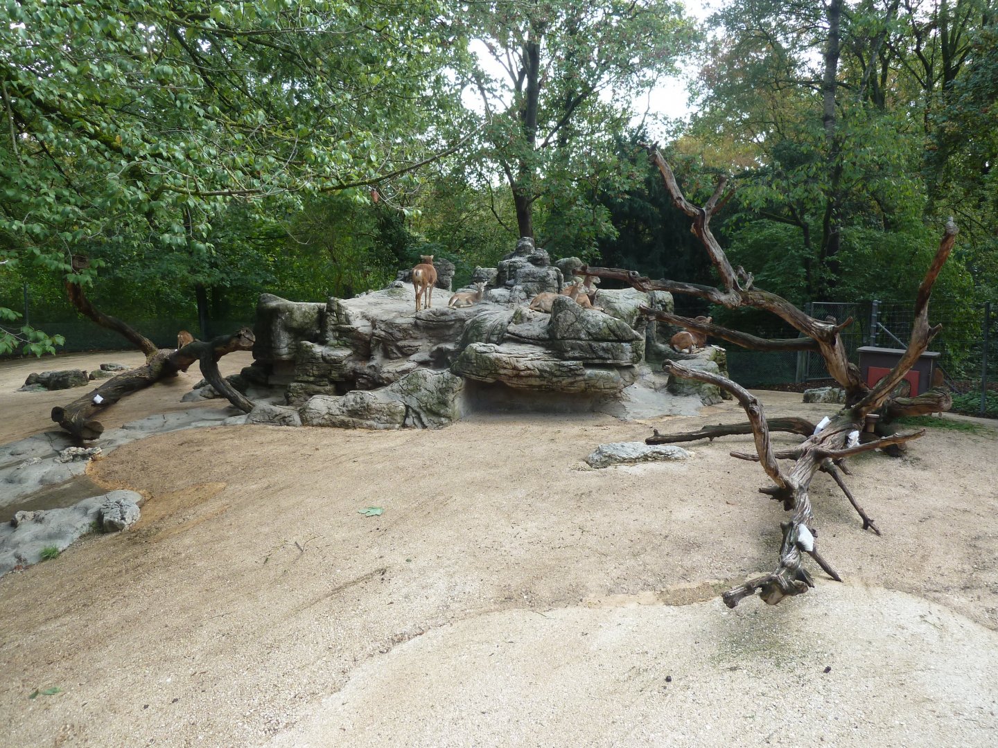 Mouflon enclosure