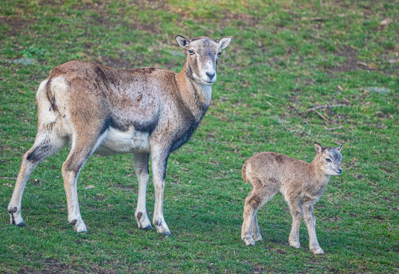 Mouflon Ewe and Lamb