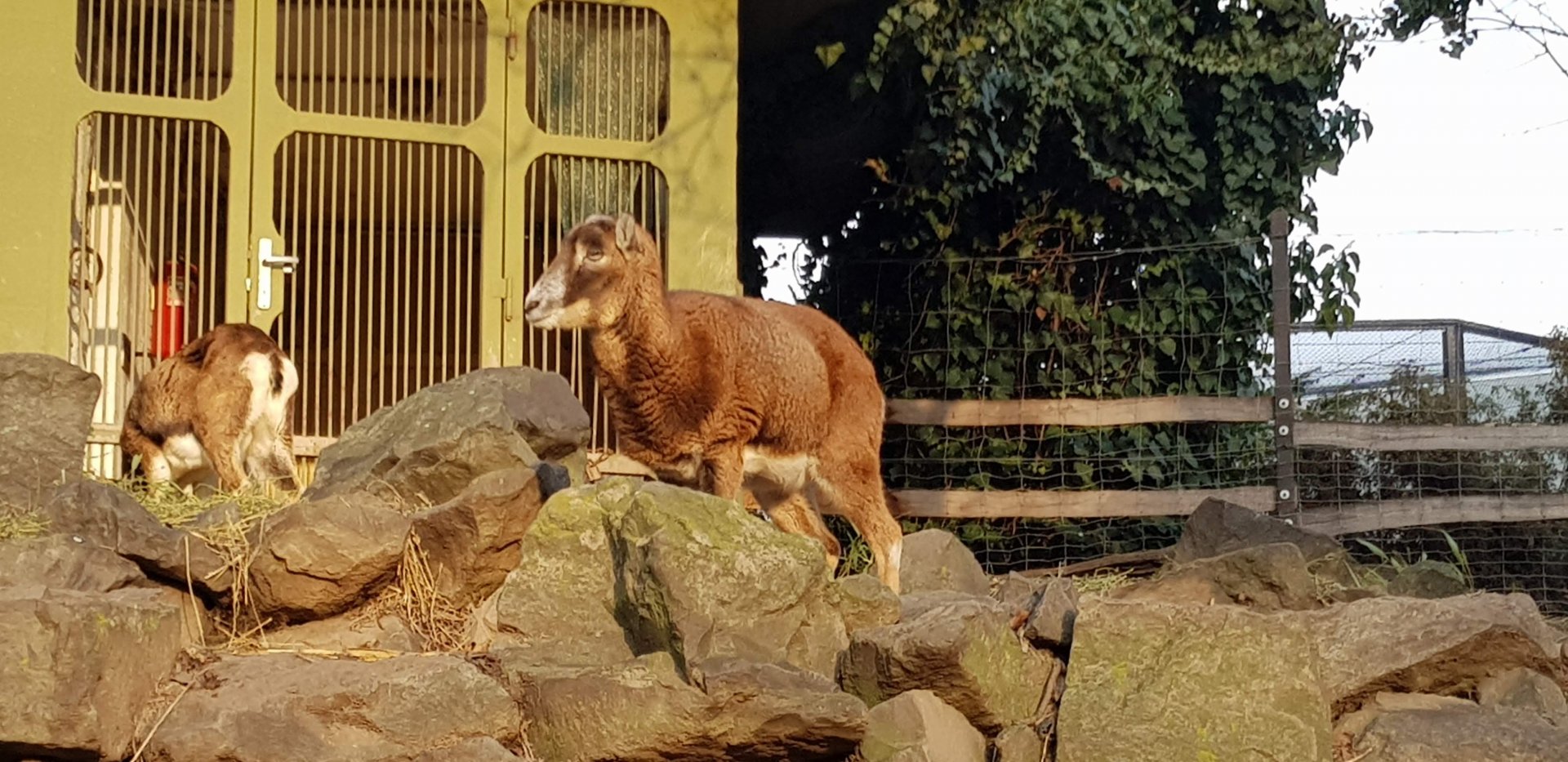 Mouflon ewe