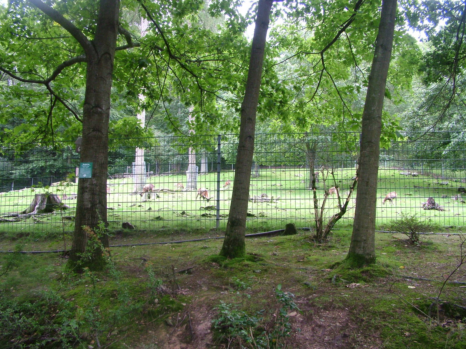 Mouflon Exhibit at Opel-Zoo Kronberg, 30/08/10