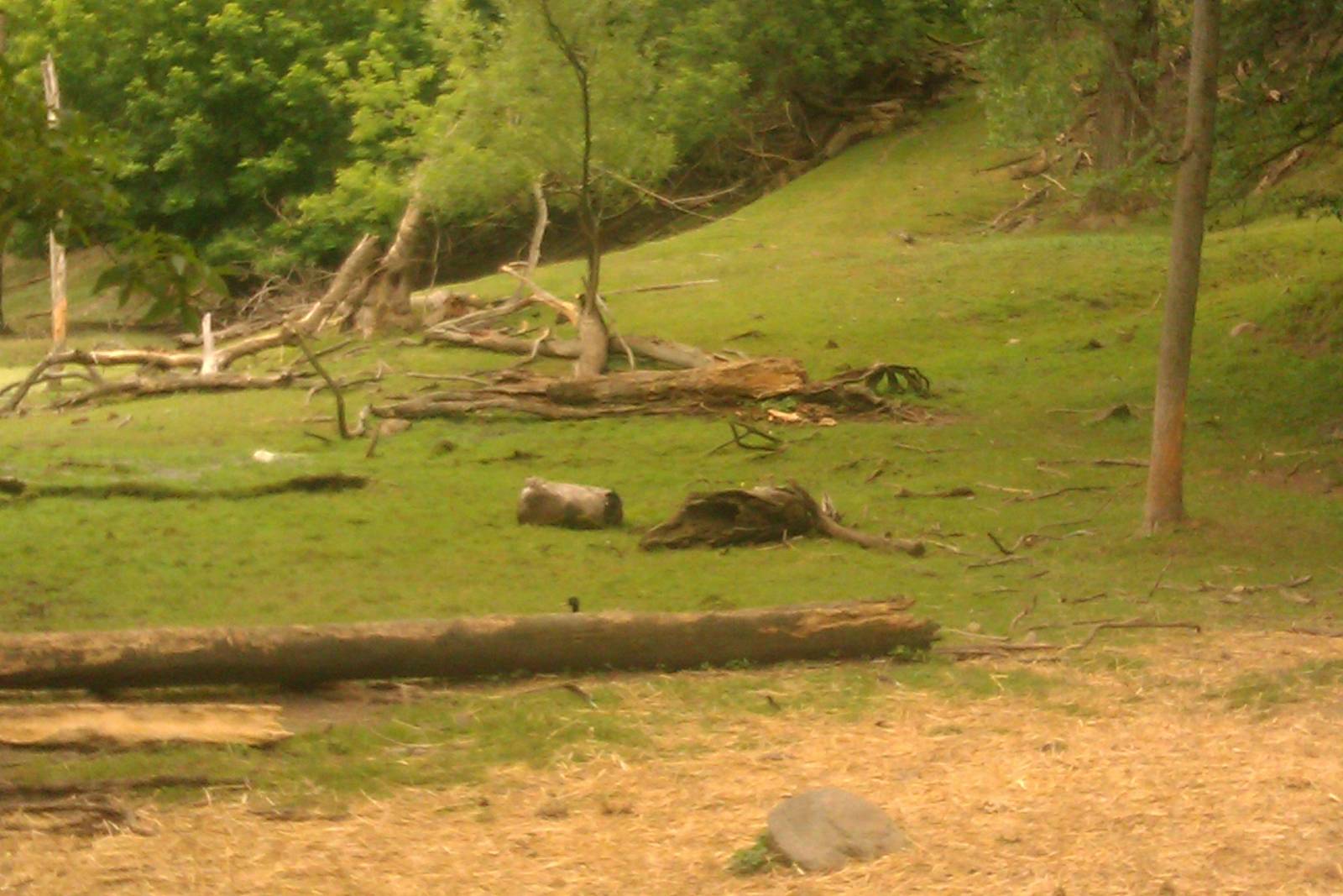 Mouflon Grazing area