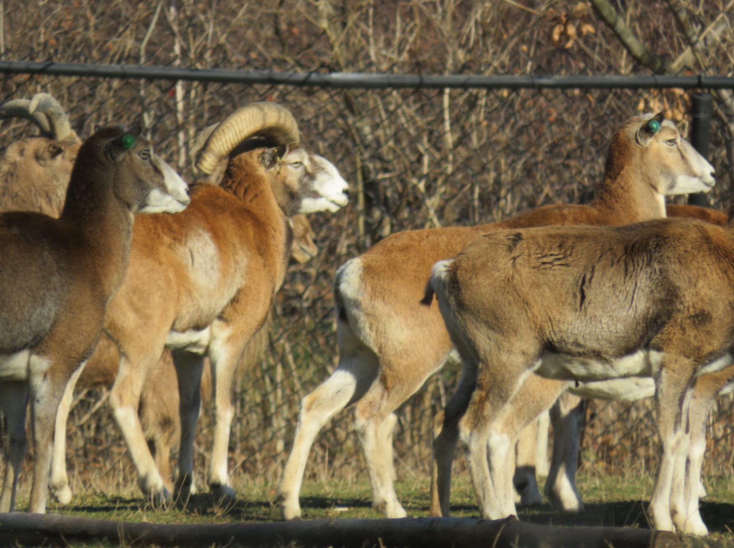 Mouflon group