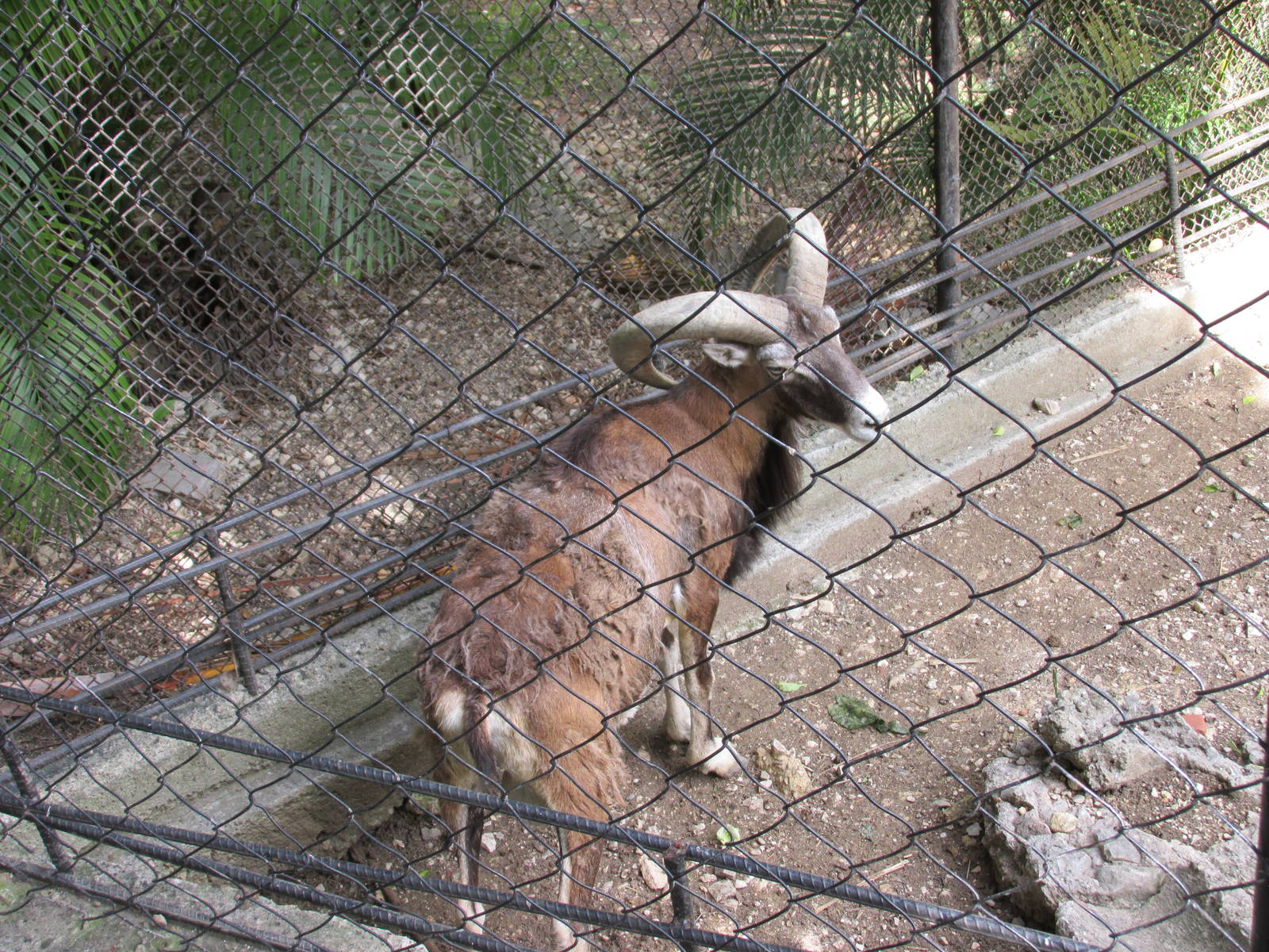 mouflon havana zoo