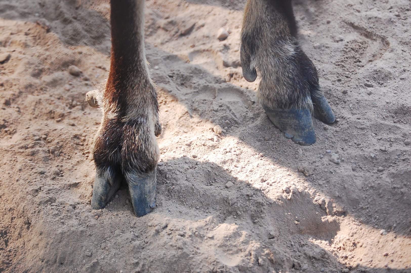 Mouflon hooves - Lahore zoo 17/11/2019