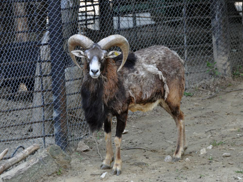 Mouflon in Kishinev Zoo