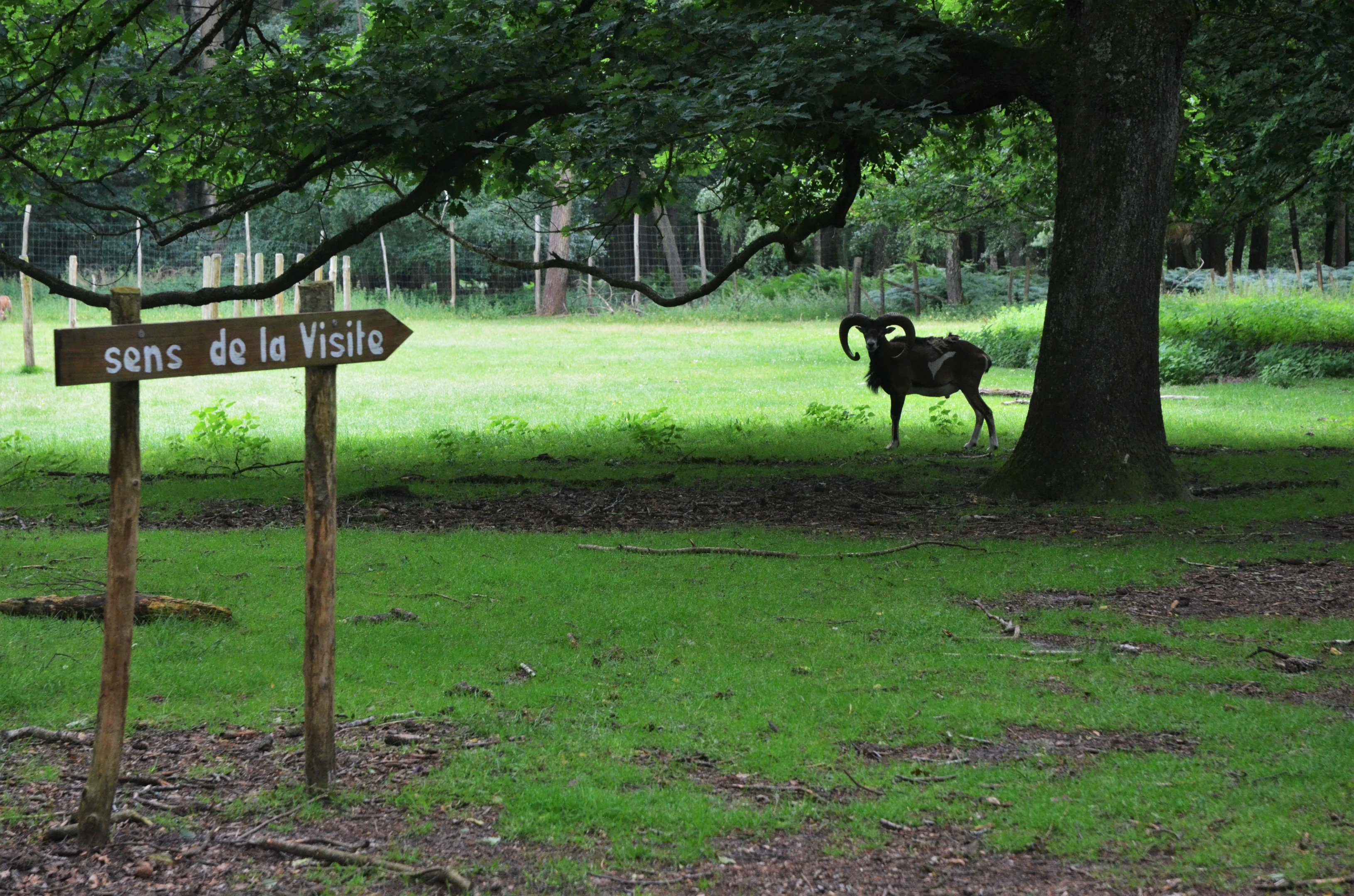 Mouflon in the Walkthrough Paddock at Pescheray, 13/06/18