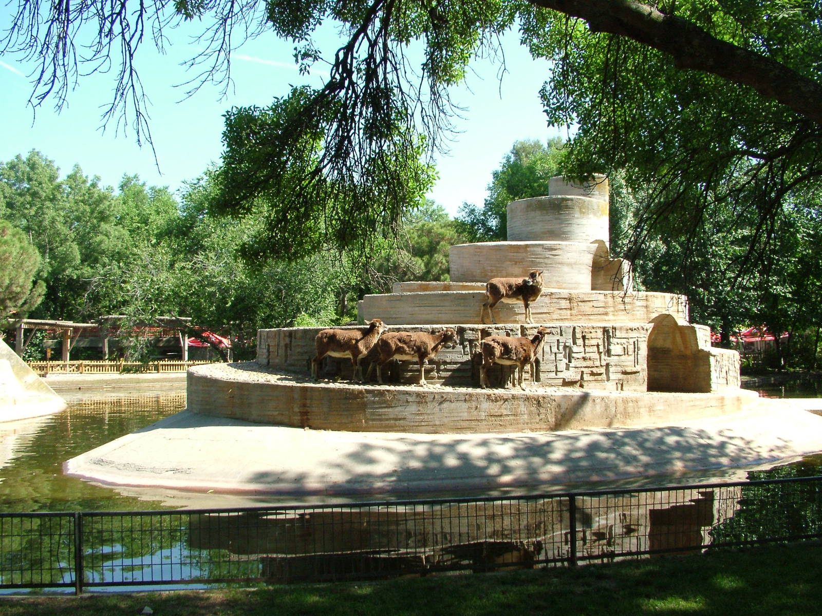 Mouflon Island at Madrid Zoo Aquarium, 26/05/11