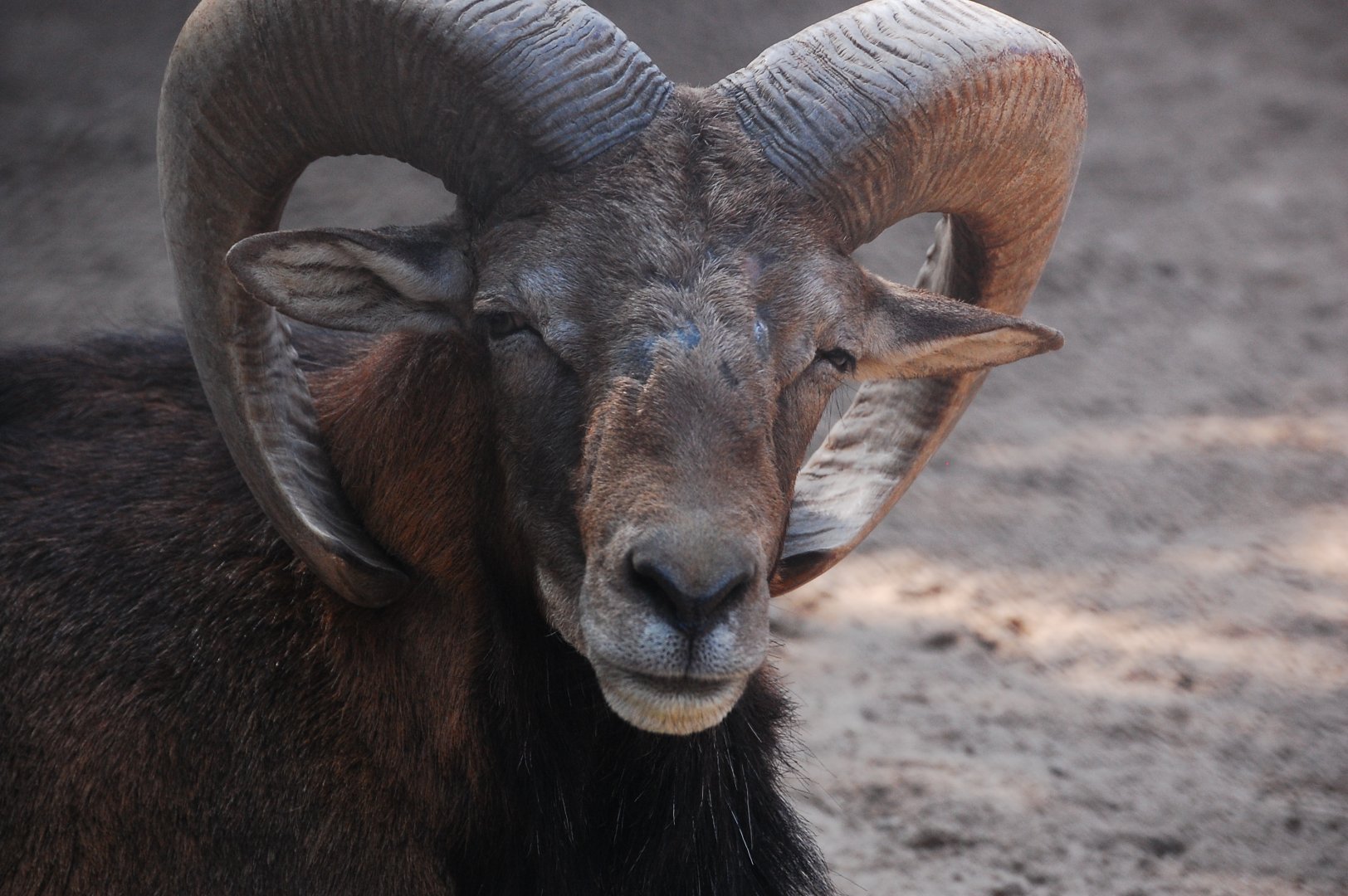 Mouflon - Lahore zoo 17/11/2019