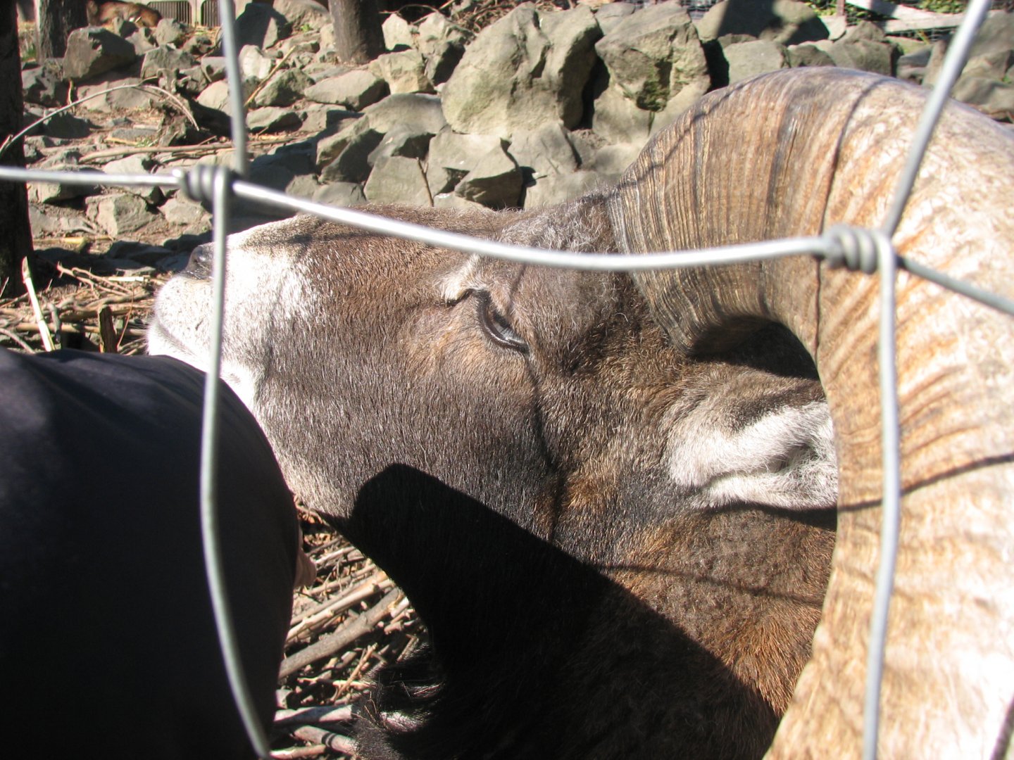 Mouflon likes petting