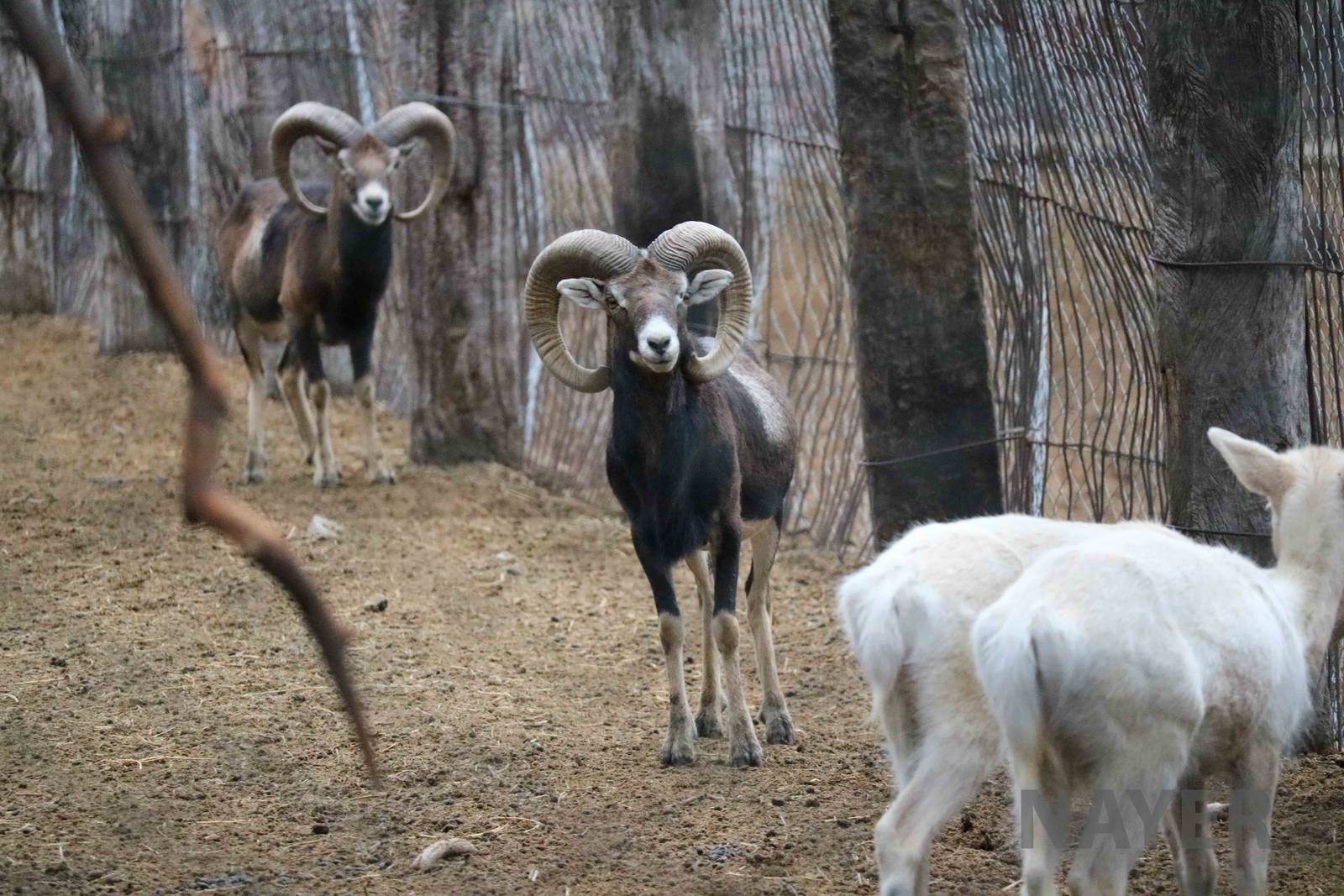 Mouflon - Mendoza Zoo, April 2016